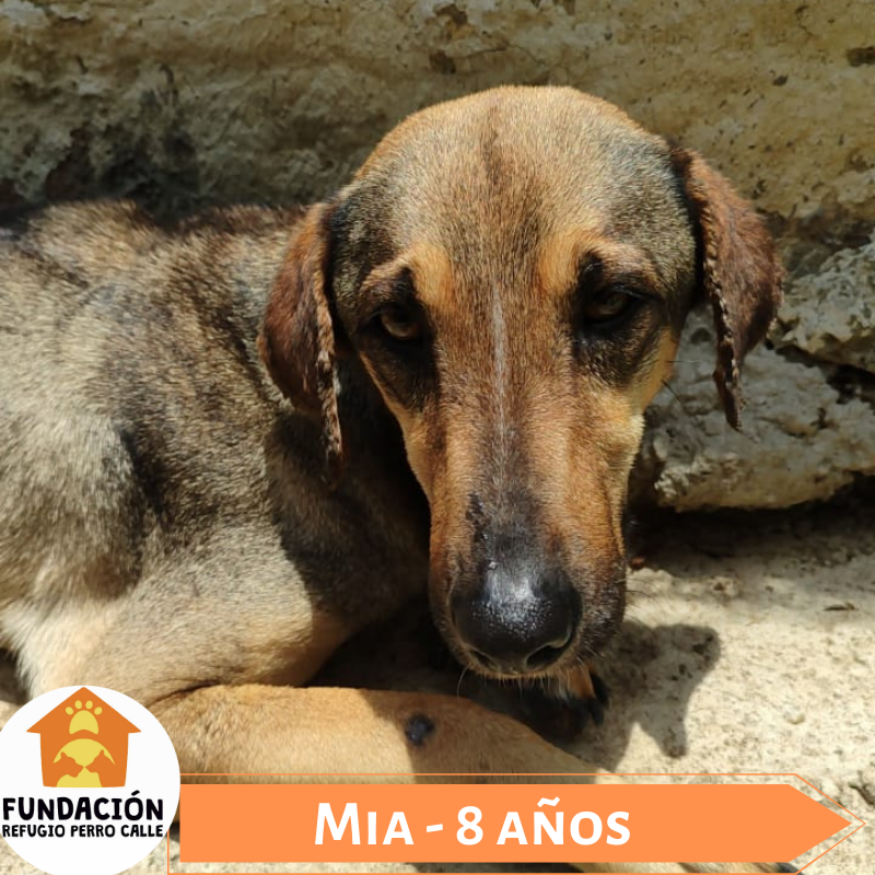 paloma.png (1) fundación-refugio-perro-calle