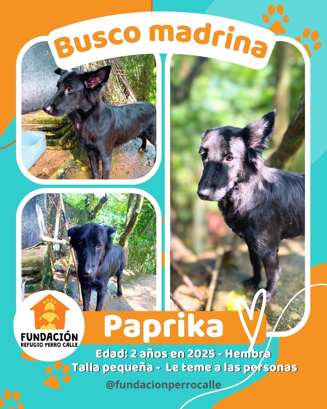 fundación-refugio-perro-calle