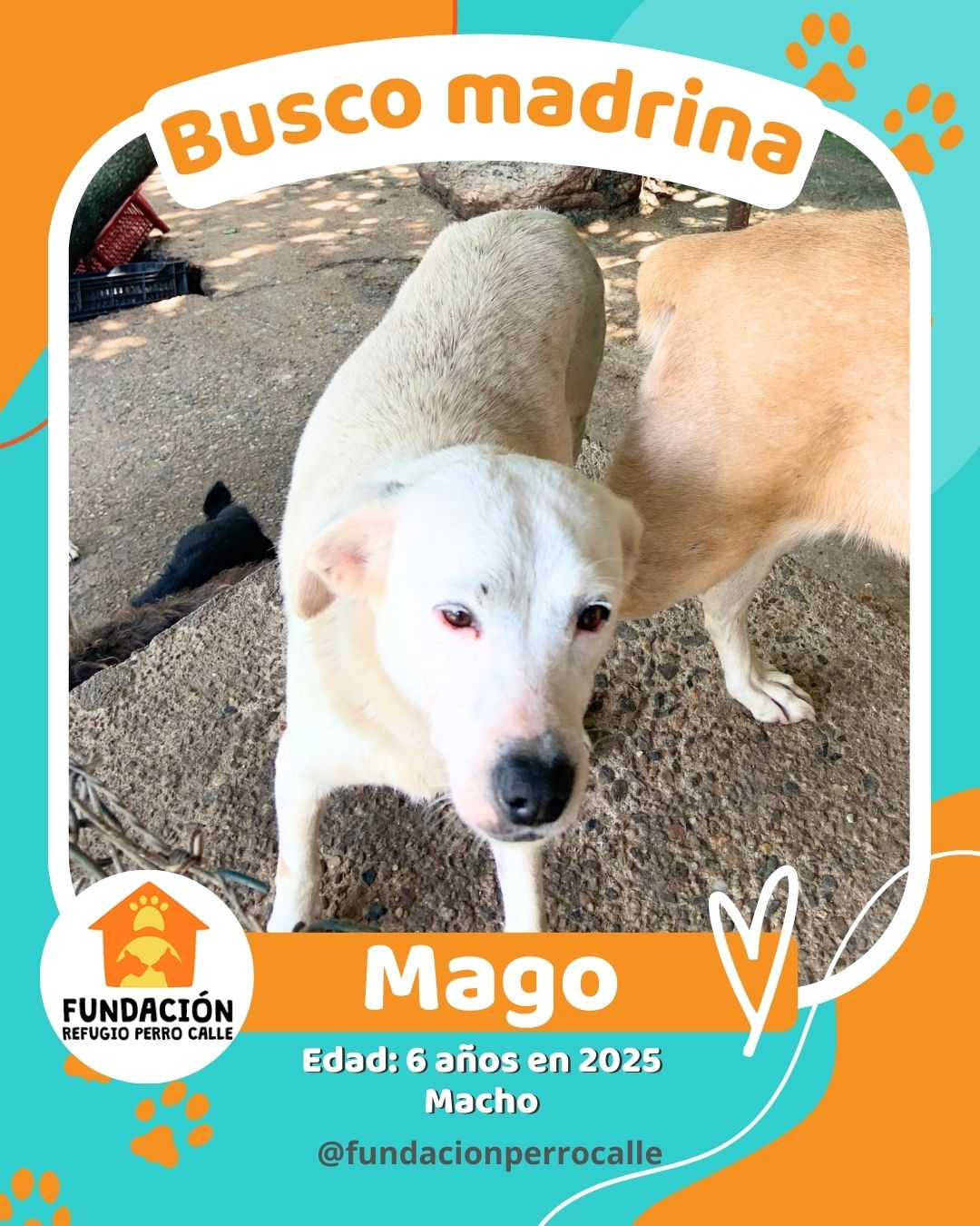fundación-refugio-perro-calle