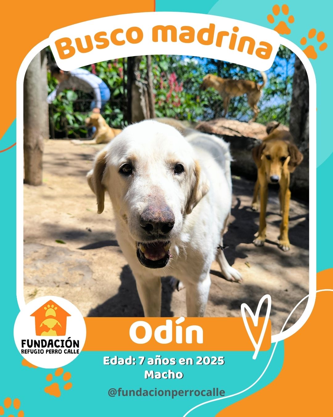 fundación-refugio-perro-calle