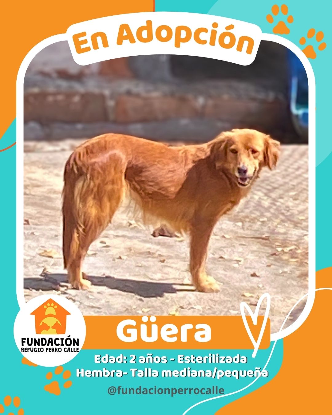 fundación-refugio-perro-calle