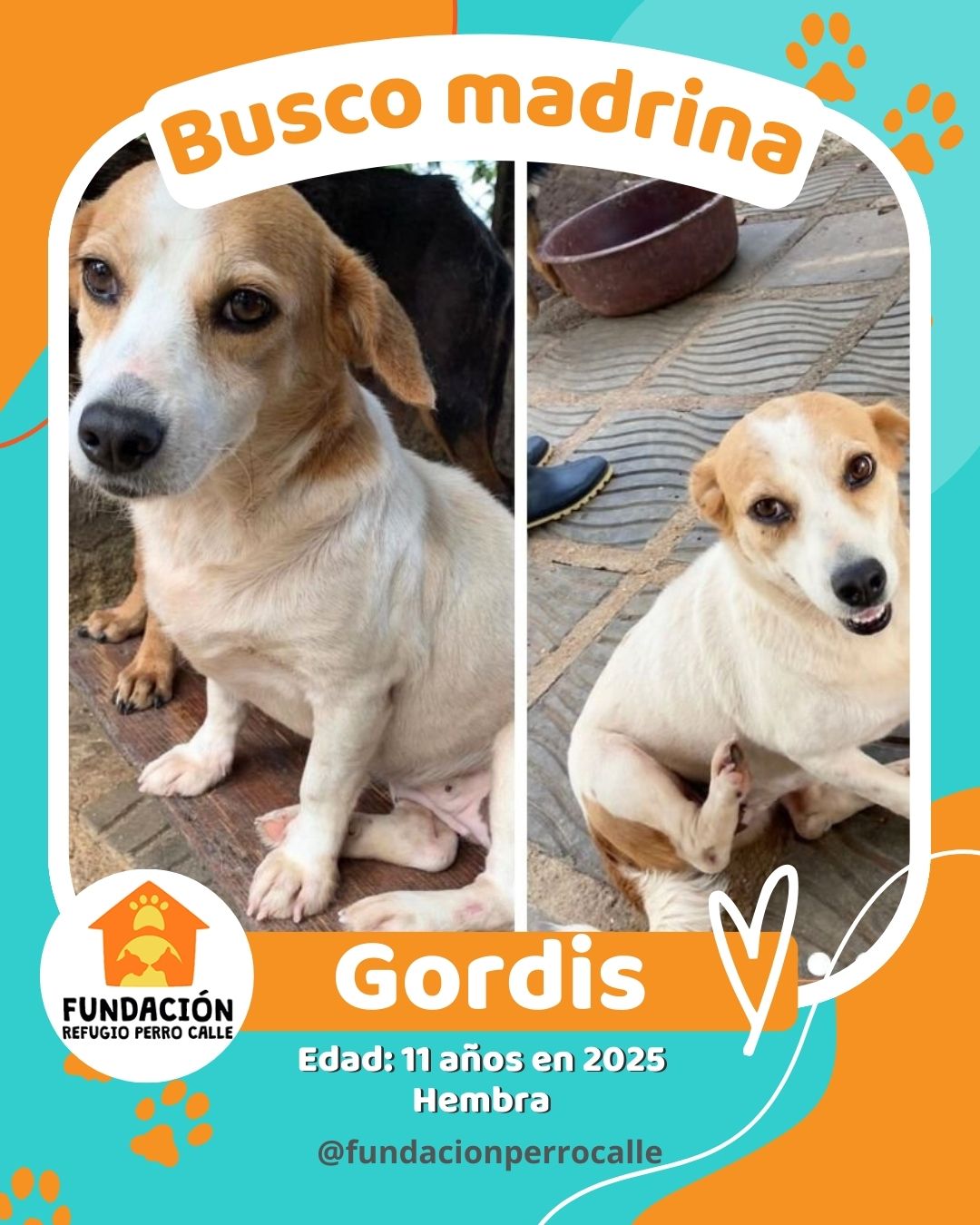 fundación-refugio-perro-calle