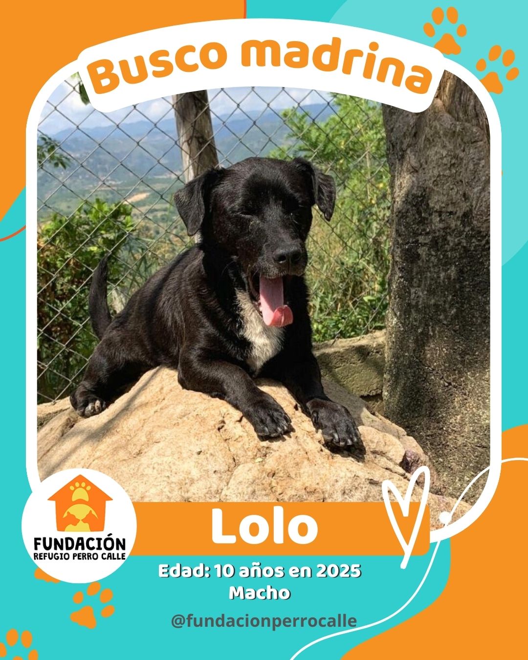 fundación-refugio-perro-calle