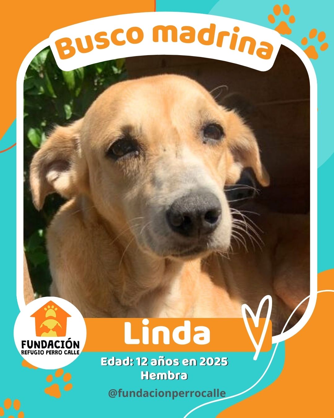 fundación-refugio-perro-calle