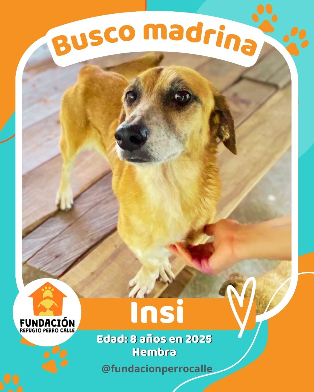fundación-refugio-perro-calle