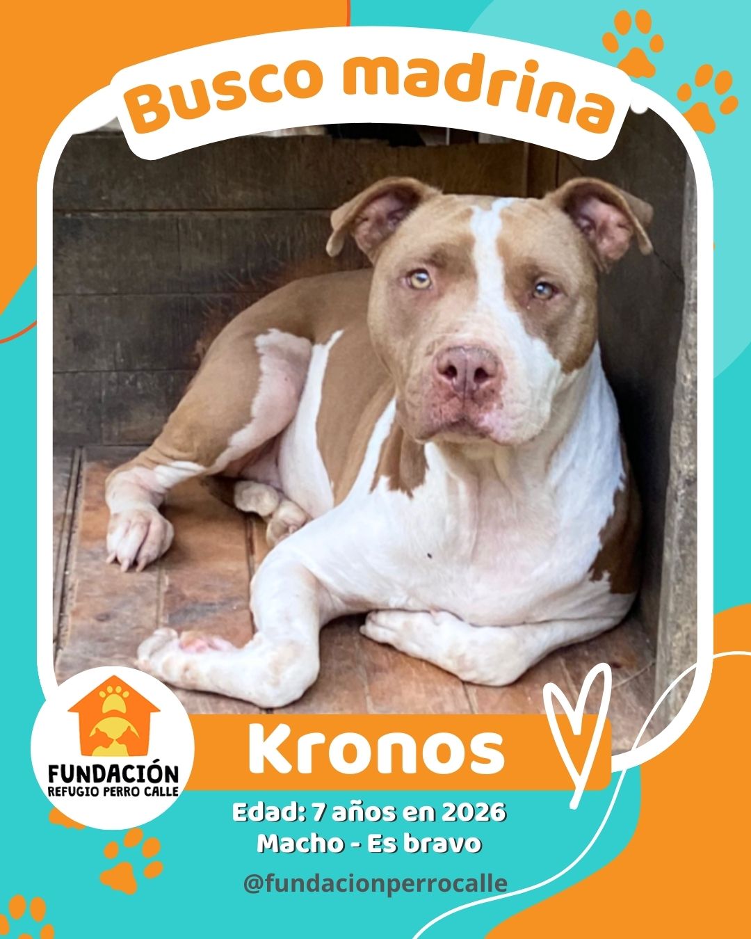 fundación-refugio-perro-calle