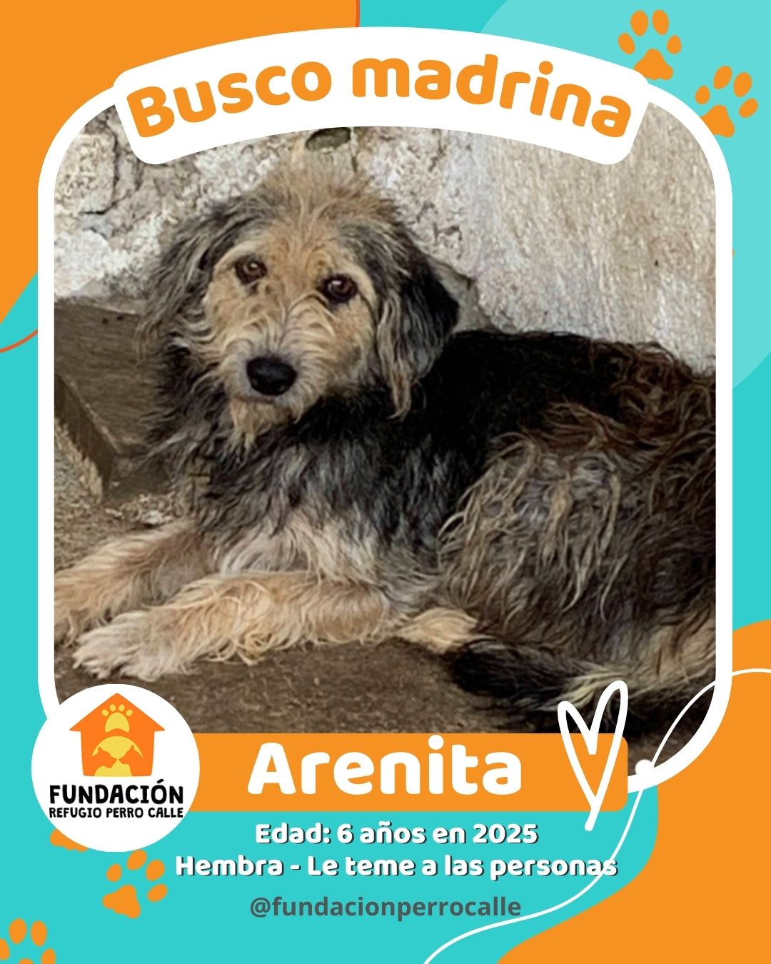 fundación-refugio-perro-calle