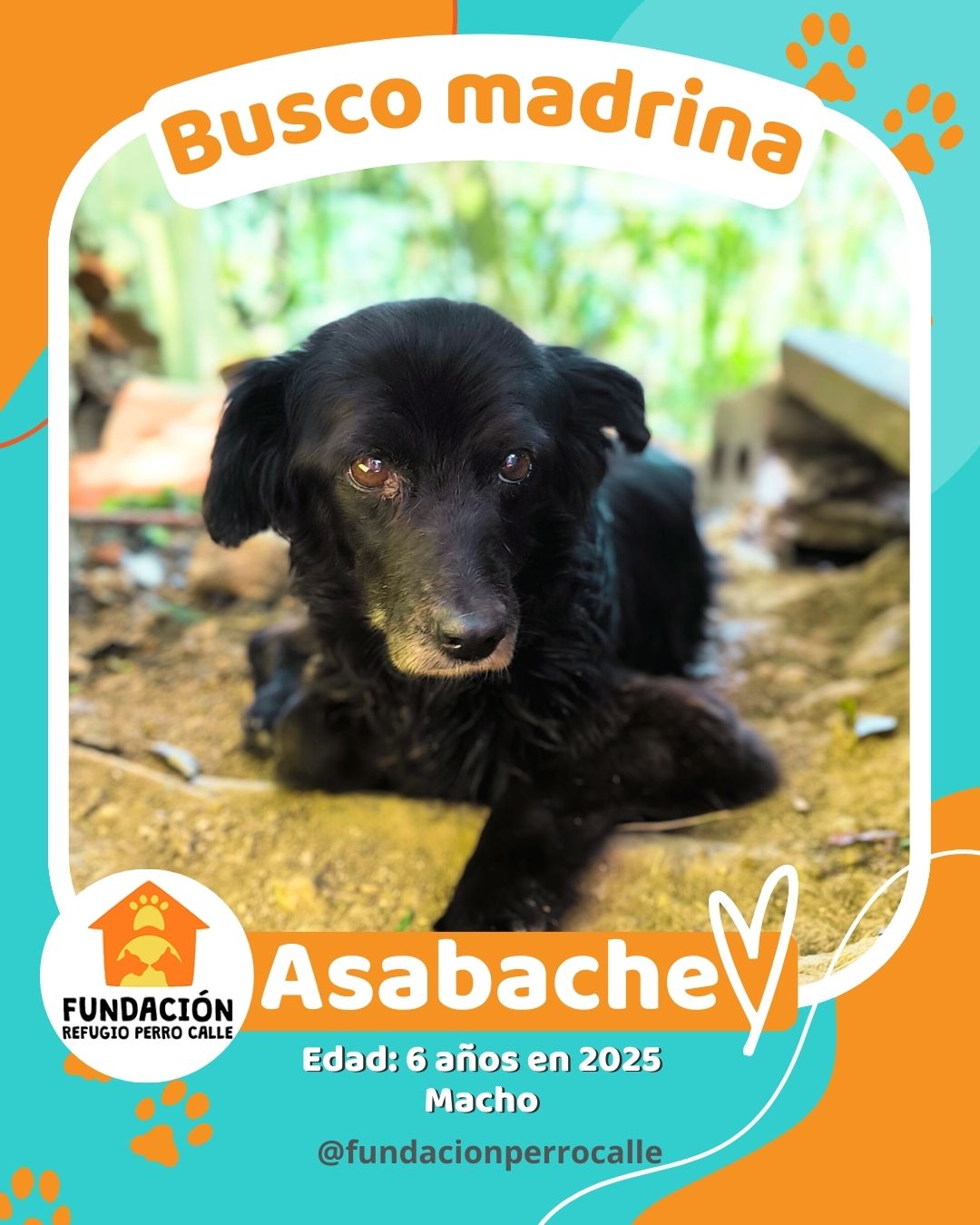 fundación-refugio-perro-calle