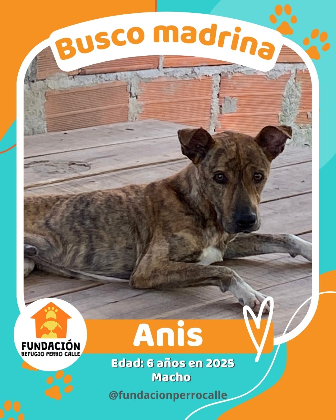 fundación-refugio-perro-calle