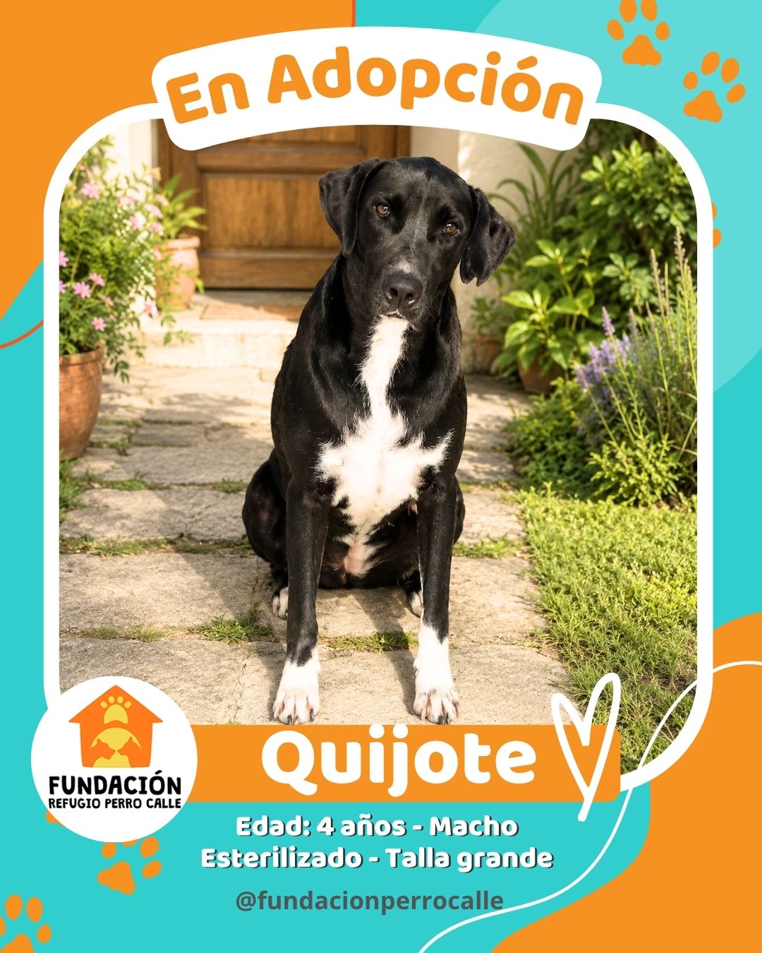 fundación-refugio-perro-calle